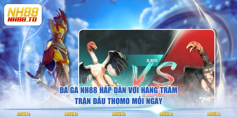 Đá Gà NH88 Quy Tụ 1000+ Chiến Kê Triệu Đô Lừng Danh - royal69.click